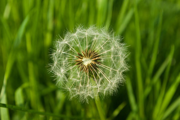 Dandelion seeds in the morning mist blowing away across a fresh green background
