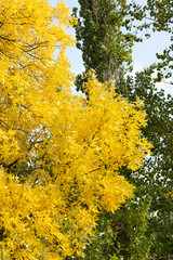 yellow leaves on the tree in autumn