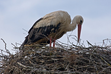 White stork on the nest (Ciconia ciconia)