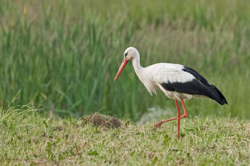 White stork (Ciconia ciconia) on the field