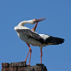Famili of White storks (Ciconia ciconia)