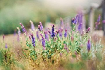 Лавандовое поле