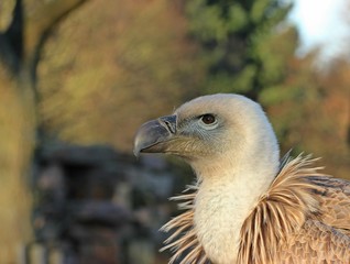 Portrait eines jungen Gänsegeiers (Gyps fulvus)
