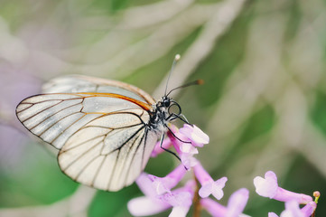 Белая бабочка на цветке