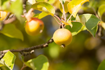 ripe apples on the tree in nature