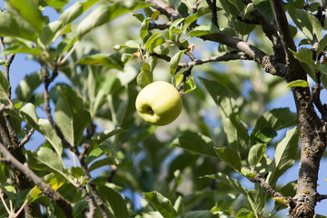 ripe apples on the tree in nature