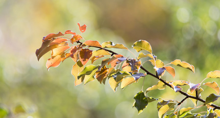 colorful leaves on a tree in autumn