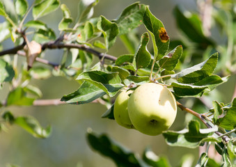 ripe apples on the tree in nature
