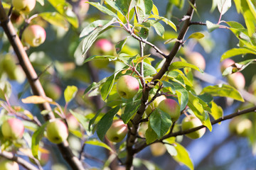 ripe apples on the tree in nature