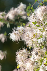 fluffy plant in nature as a background