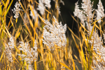 bulrush autumn nature as background © schankz