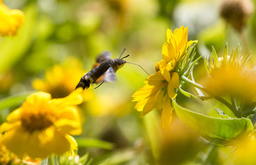 Sphingidae, known as bee Hawk-moth, enjoying the nectar of a yellow flower. Hummingbird moth. Calibri moth.