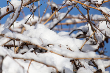branch of a tree in the snow in the winter