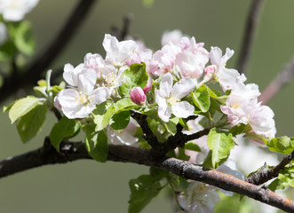beautiful flowers on the apple tree in nature
