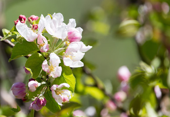beautiful flowers on the apple tree in nature