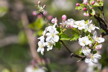 beautiful flowers on the apple tree in nature