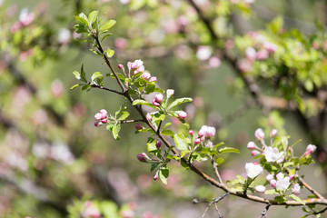 beautiful flowers on the apple tree in nature
