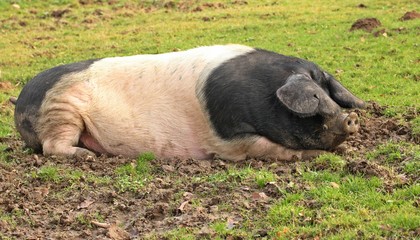 Weibliches Deutsches Sattelschwein
