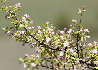beautiful flowers on the apple tree in nature