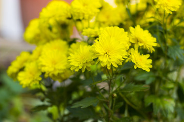 Chrysanthemum