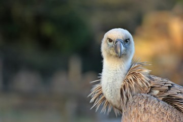 Portrait eines jungen Gänsegeiers (Gyps fulvus)
