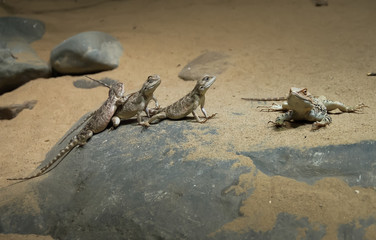 Ящерицы греются на камне и песке