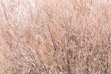 bare branches of a tree
