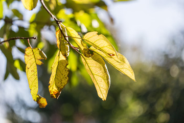the leaves of the plant in nature