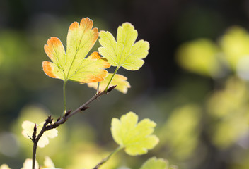 the leaves of the plant in nature