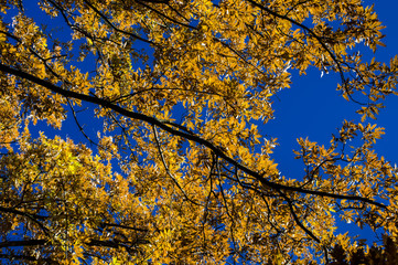 Oak in autumn in Italy
