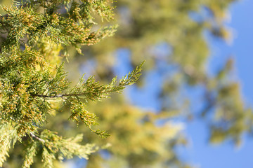 Thuja orientalis Pine Tree