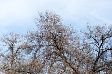 leafless tree branches against the blue sky