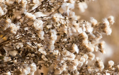 Fototapeta premium fuzz on the plant outdoors in autumn