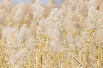 Fototapeta premium Yellow reeds in nature in autumn