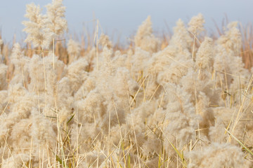 Yellow reeds in nature in autumn
