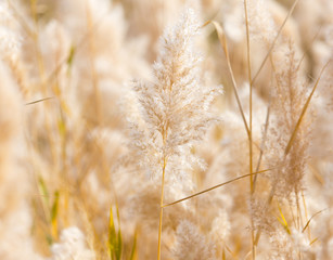 Yellow reeds in nature in autumn