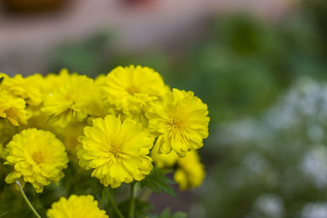 Chrysanthemum