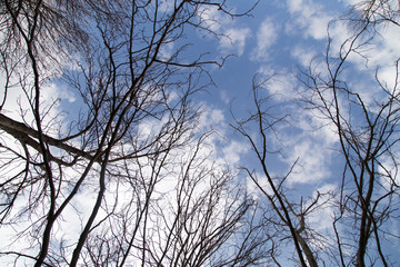 bare tree branches against the blue sky