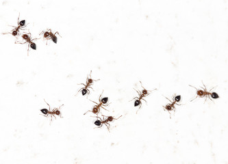 ants on a white wall