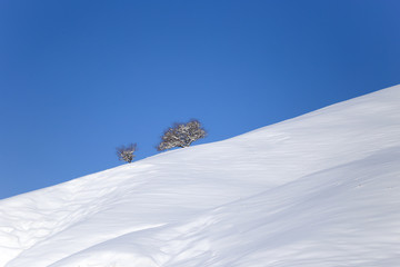 Naklejka na ściany i meble tree in the snow against the blue sky