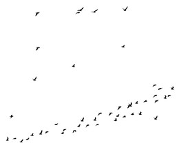 flock of birds on a white background