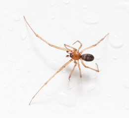 Spider on a white background with water drops