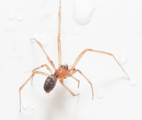 Spider on a white background with water drops