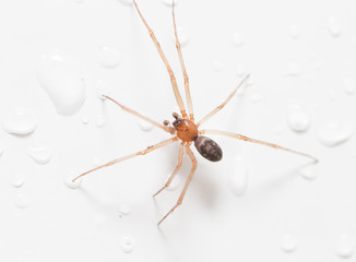 Spider on a white background with water drops