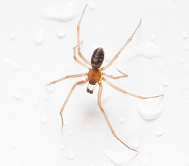 Spider on a white background with water drops