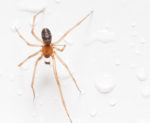 Spider on a white background with water drops