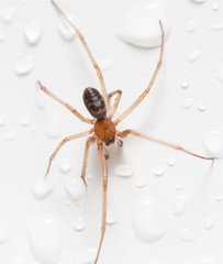 Spider on a white background with water drops