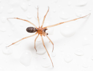 Spider on a white background with water drops