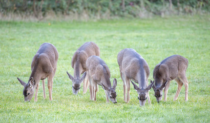 Obraz premium Black-tailed Deer females grazing in the meadows. Foothills Park, Santa Clara County, California, USA.