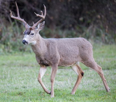 Black-tailed Deer Buck in the Meadow. Santa Clara County, California, USA.